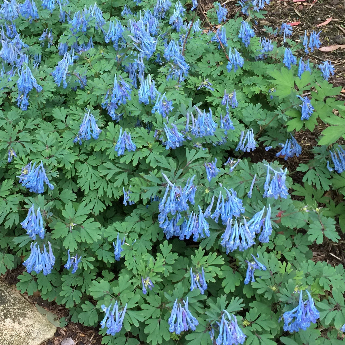 Corydalis flexuosa