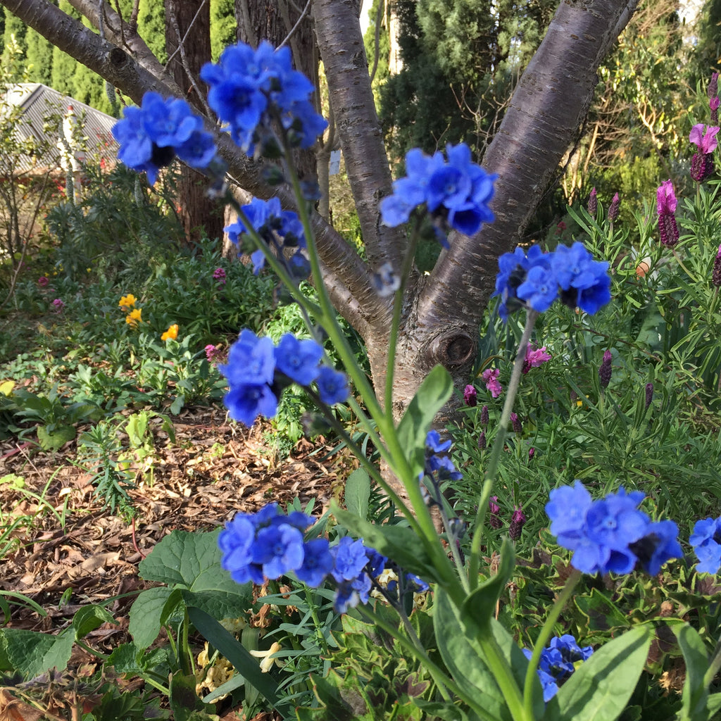 Cynoglossum amabile 'Chinese Forget Me Not'
