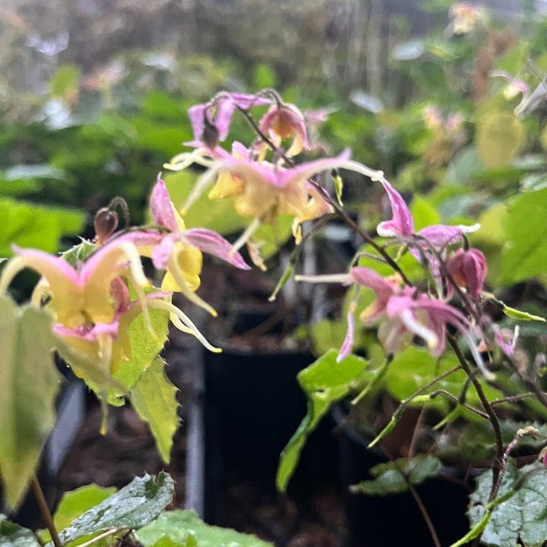 Epimedium- Collection