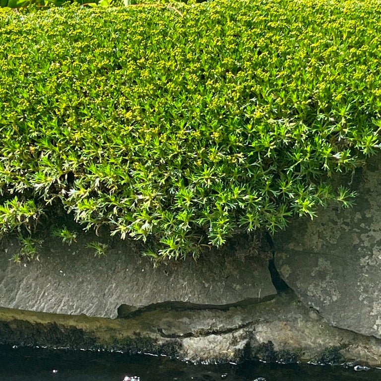 Azorella trifurcata