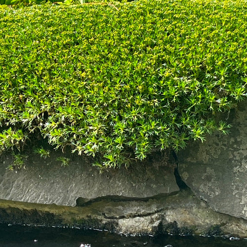 Azorella trifurcata