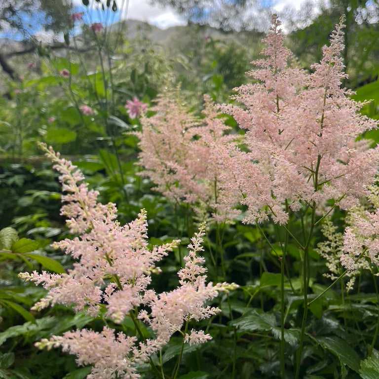 Astilbe Collection