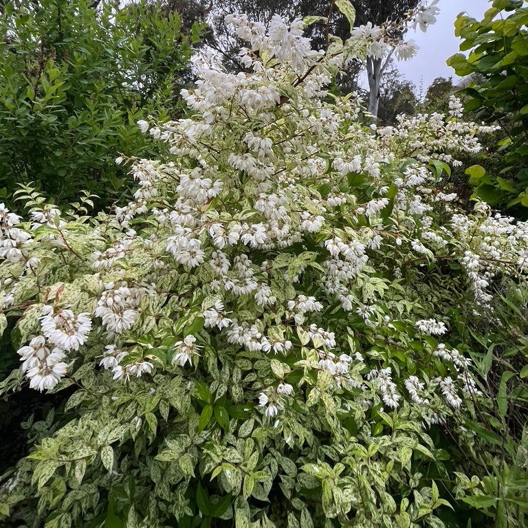 Deutzia scabra 'Variegata'