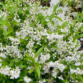 Deutzia gracilis 'Nikko'