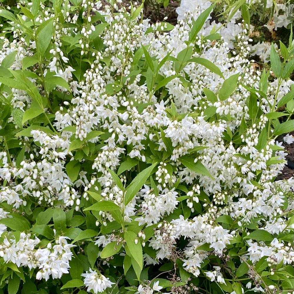 Deutzia gracilis 'Nikko'