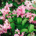 Deutzia x hybrida 'Magicien'