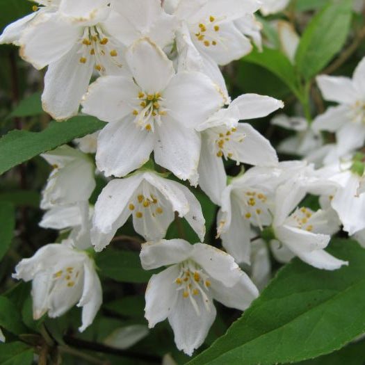 Deutzia gracilis 'Nikko'
