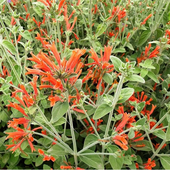Dicliptera suberecta - 'Firecracker Plant'