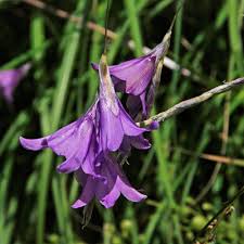 Dierama pulcherrimum - 'Lavender Blue'  Fairy's Fishing Rod