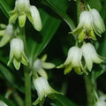 Disporopsis pernyi - Evergreen Solomon's Seal