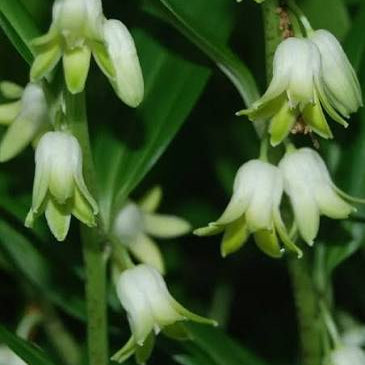 Disporopsis pernyi - Evergreen Solomon's Seal