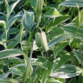 Disporum sessile 'Variegatum' - 'Fairy Bell's'