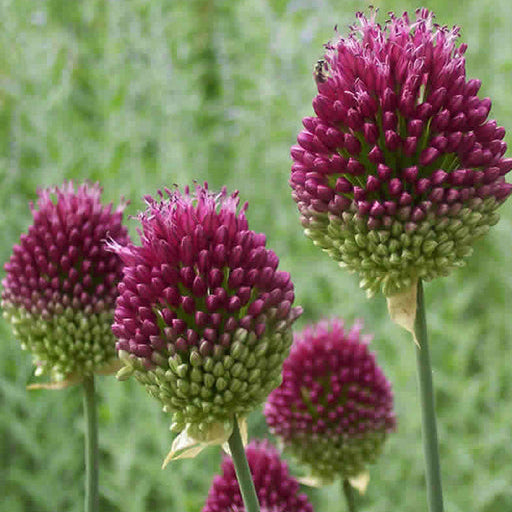 Allium sphaerocephalon. 'Drumstick Allium'