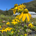 Rudbeckia laciniata- 'Cutleaf' Coneflower