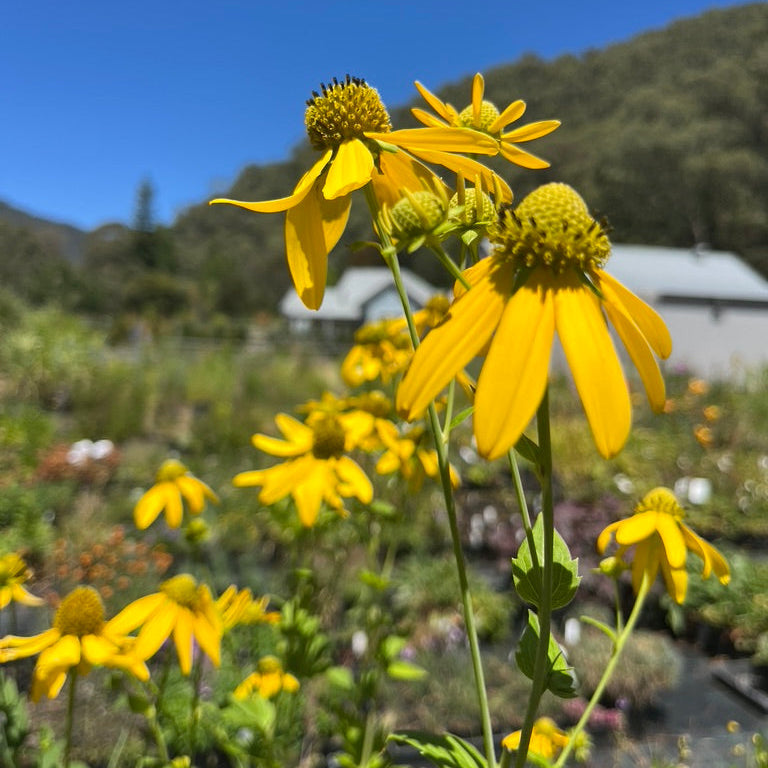 Rudbeckia laciniata- 'Cutleaf' Coneflower