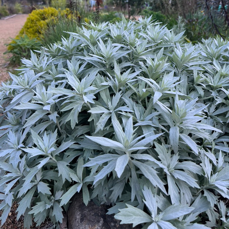 Artemisia ludoviciana 'Valerie Finnis'