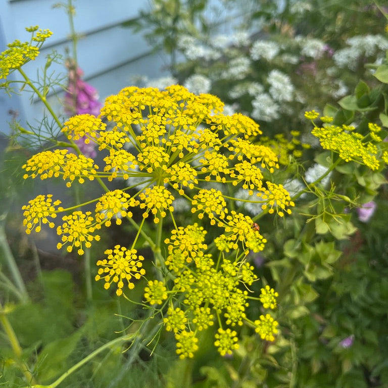 Ridolfia segetum 'Goldspray'