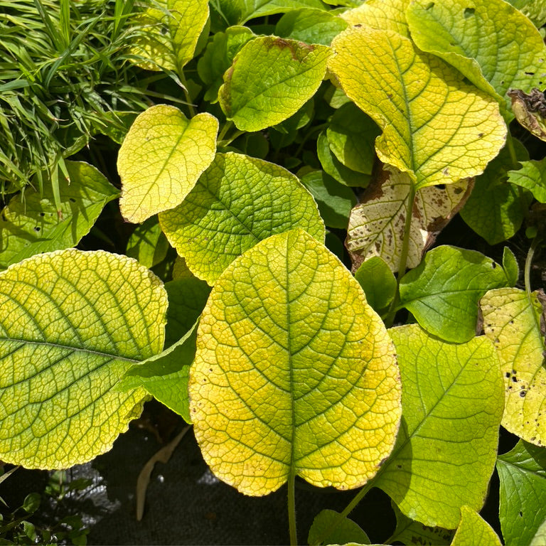 Trachystemon orientalis 'Kiwi Sun'
