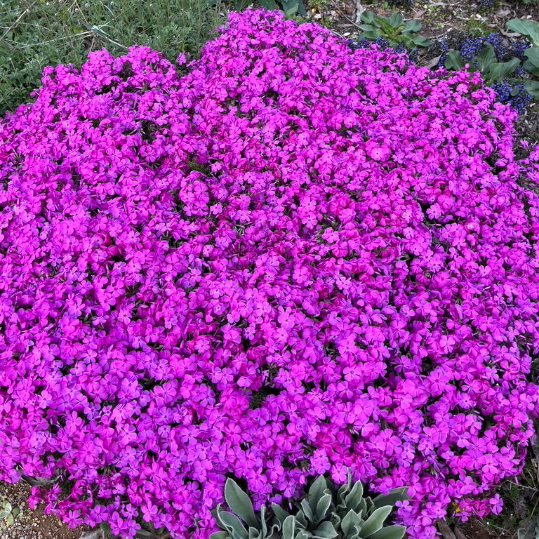 Phlox subulata - Pink 'Alpine Phlox'