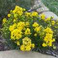 Solidago virgaurea ssp. minuta - Dwarf Golden Rod