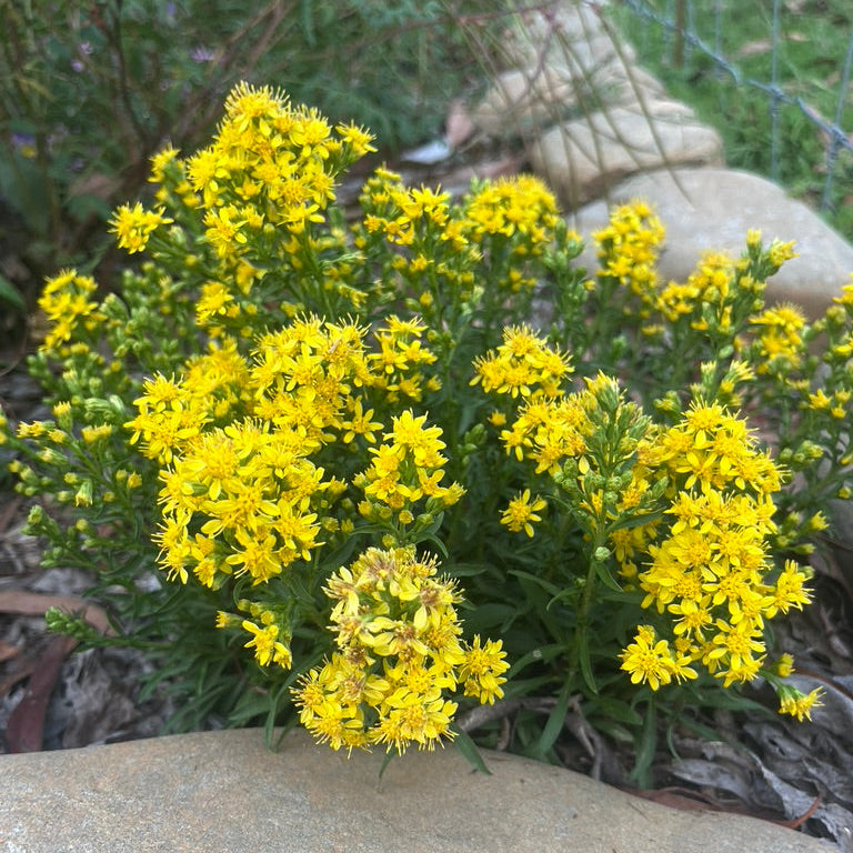 Solidago virgaurea ssp. minuta - Dwarf Golden Rod