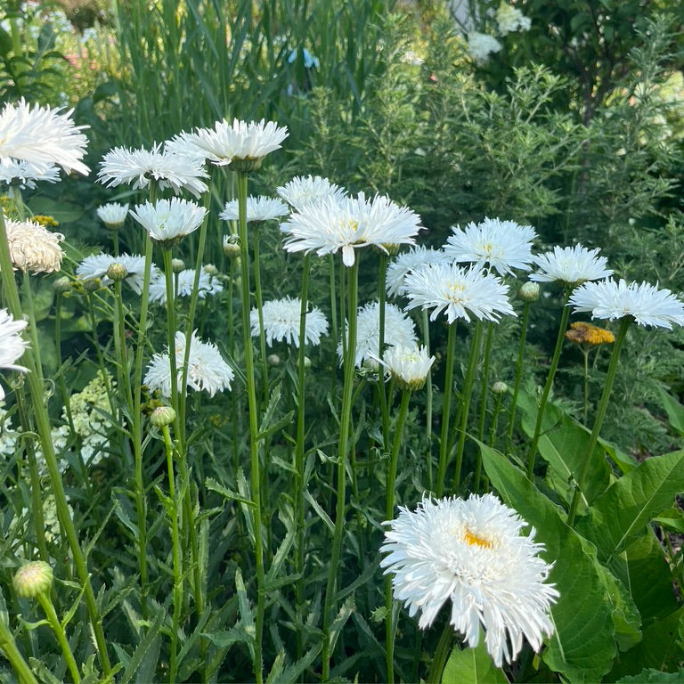 Leucanthemum x superbum 'Aglaia'