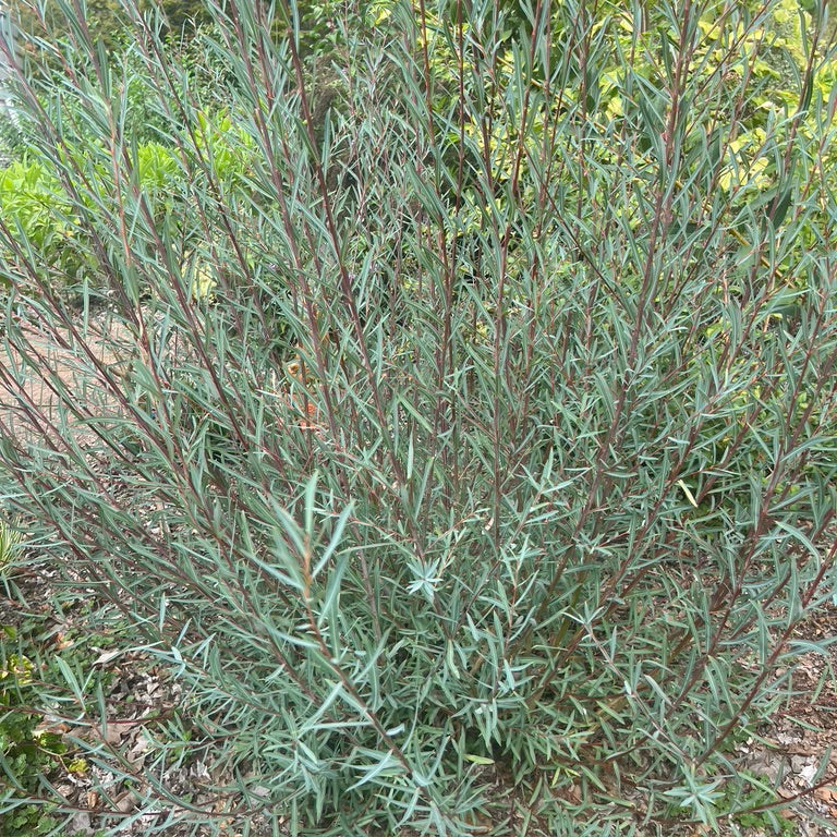 Salix purpurea - 'Nancy Saunders' Willow