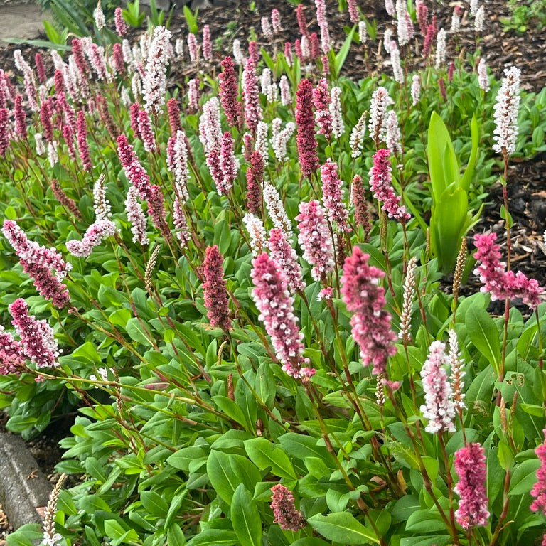 Persicaria affinis 'Fleece Flower'