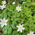 Anemone nemorosa - White Wood Anemone
