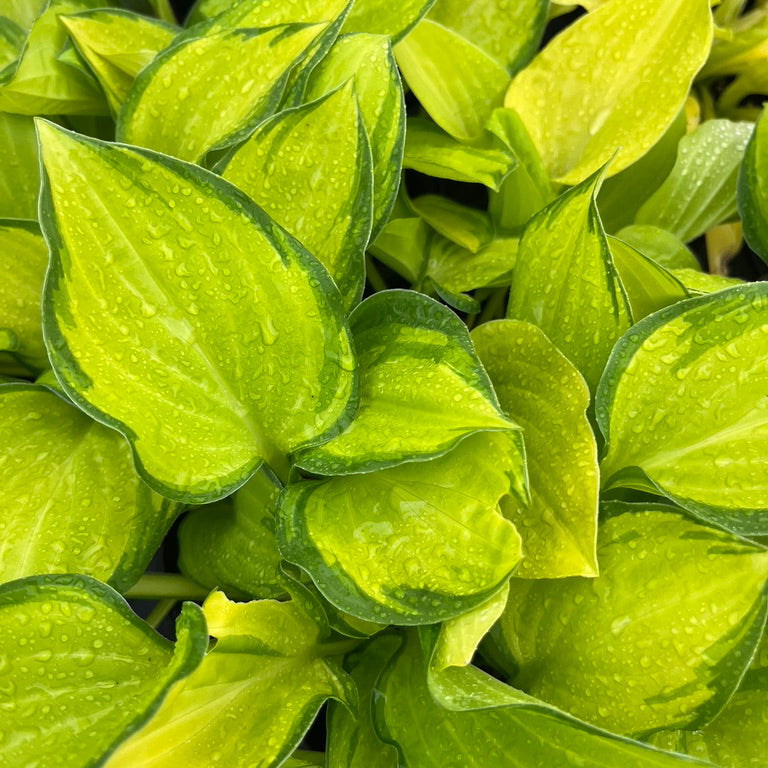 Hosta Collection