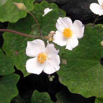 Eomecon chionantha -Snow Poppy