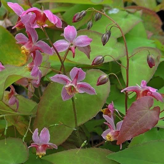 Epimedium x versicolour 'Cherry Tart'