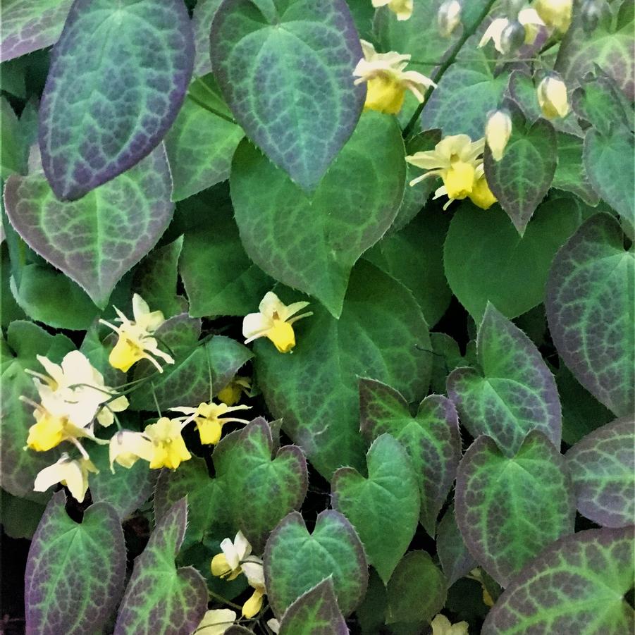 Epimedium- Collection
