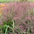 Eragrostis spectabilis 'Nana' -Dwarf Purple Love Grass