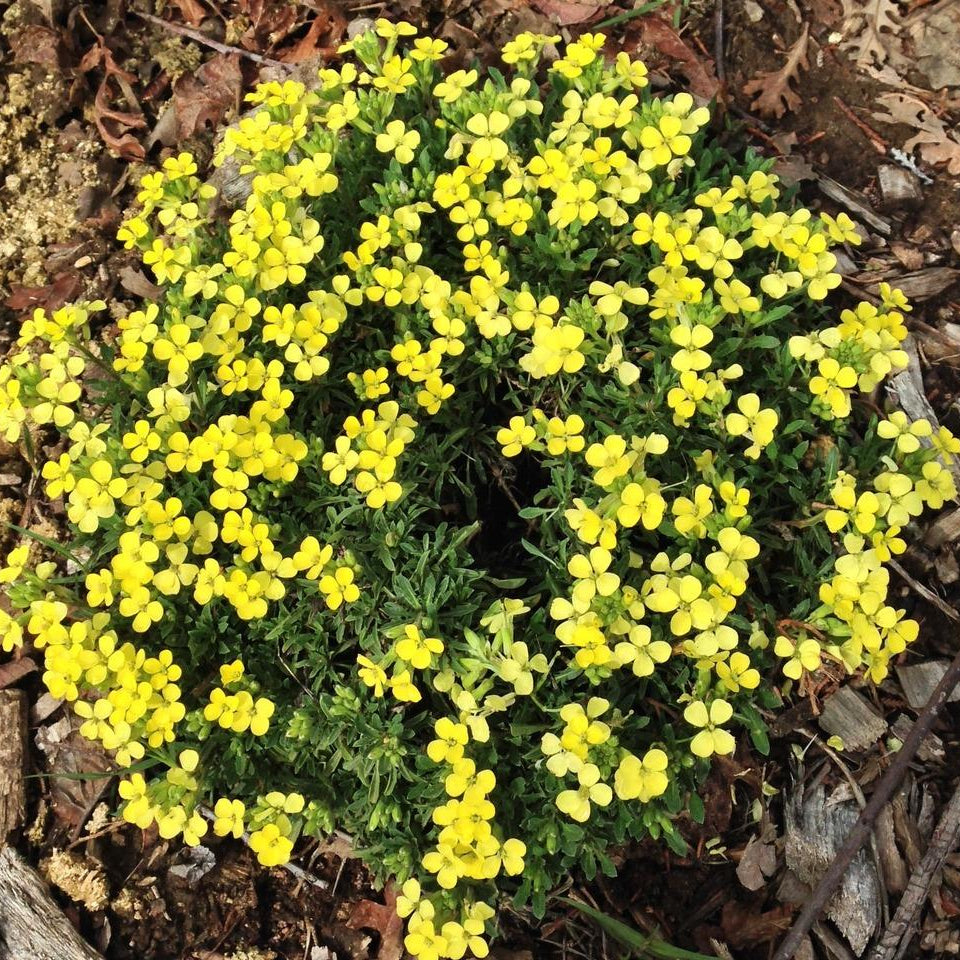 Erysimum kotschyanum- Alpine Wallflower