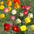 Eschscholzia californica - California Poppy