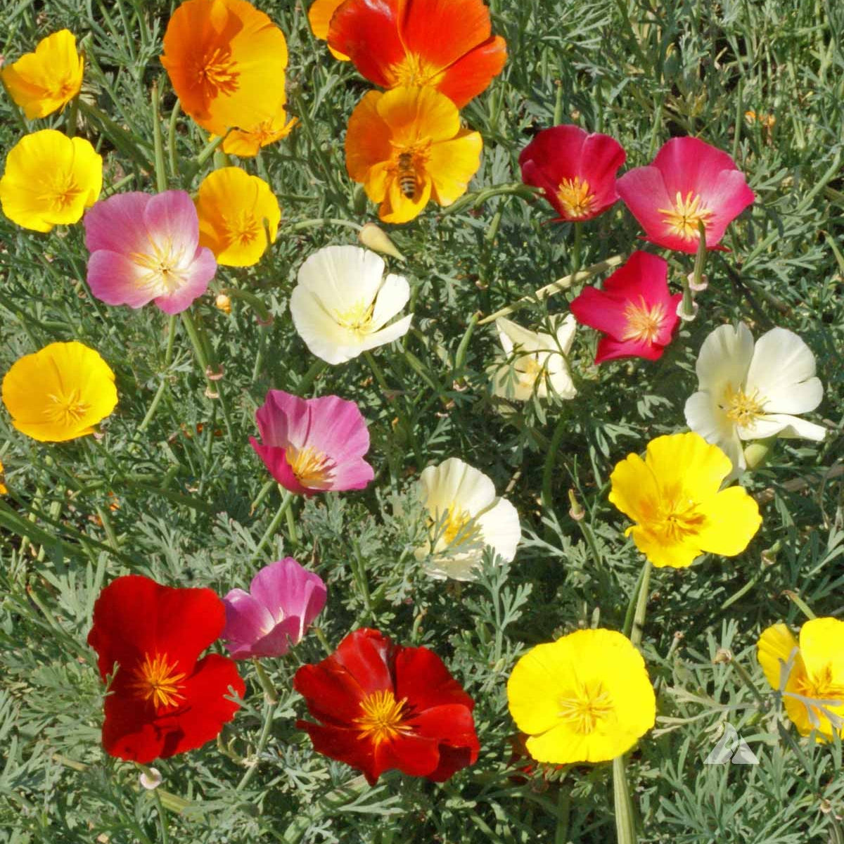 Eschscholzia californica - California Poppy