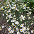 Aster novi-belgii 'White Michaelmas Daisy'