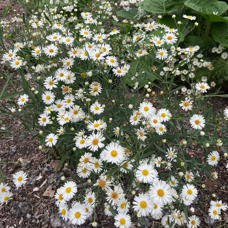 Aster novi-belgii 'White Michaelmas Daisy'