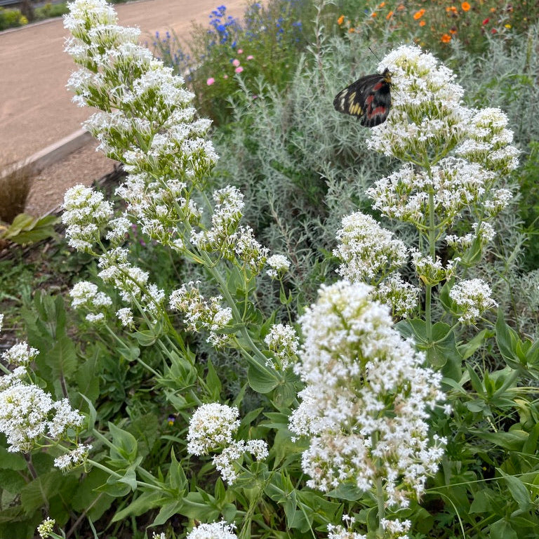 Centranthus ruber albus -White Valerian