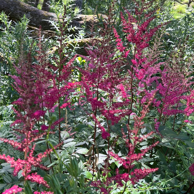 Astilbe Collection