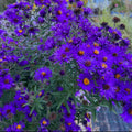 Aster novae-angliae - 'Violetta' New England Aster