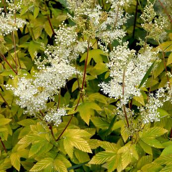 Filipendula ulmaria 'Aurea' - Golden Meadowsweet