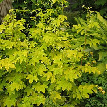 Filipendula ulmaria 'Aurea' - Golden Meadowsweet