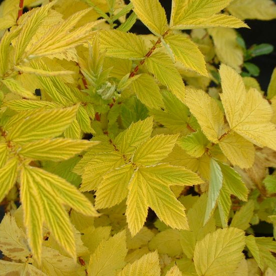 Filipendula ulmaria 'Aurea' - Golden Meadowsweet
