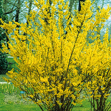 Forsythia x intermedia