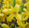 Forsythia x intermedia