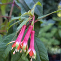 Fuchsia denticulata - 'Fanfare' Fuchsia