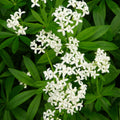 Galium odoratum 'Sweet Woodruff'