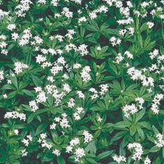 Galium odoratum 'Sweet Woodruff'